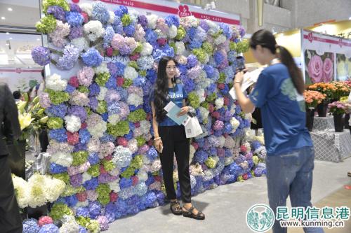 繡球花花墻。記者勞學(xué)麗 攝