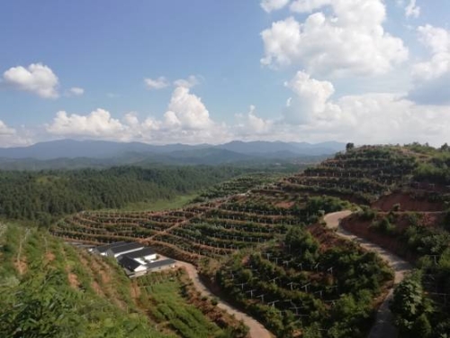 【脫貧攻堅(jiān)在行動(dòng)】江西井岡山：農(nóng)民變股東，合作經(jīng)營(yíng)模式拓寬農(nóng)民收入渠道