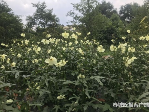 20180723171027QBDMA4 20180723171027QBDMA4