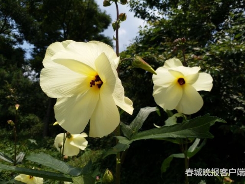 201807231711000QLRS6 201807231711000QLRS6