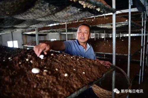 6月6日，在河南省西峽縣雙龍鎮(zhèn)，一位農(nóng)民在合眾思拓食用菌種植專業(yè)合作社的溫室內(nèi)采摘雙孢菇。新華社記者馮大鵬攝