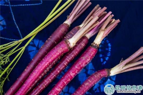 紫玉蘿-云南高原紫胡蘿卜