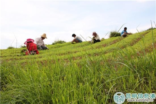 東火山村村民在田間除草