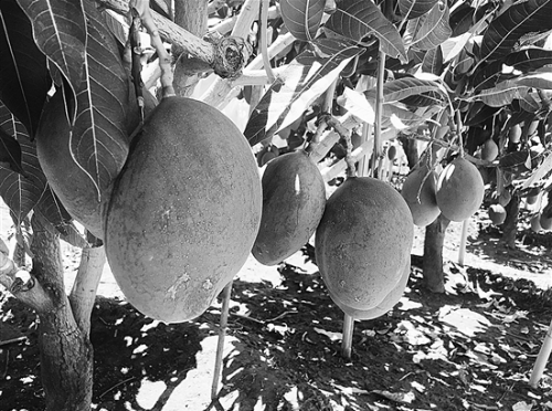 QQ截圖20180806092501 QQ截圖20180806092501