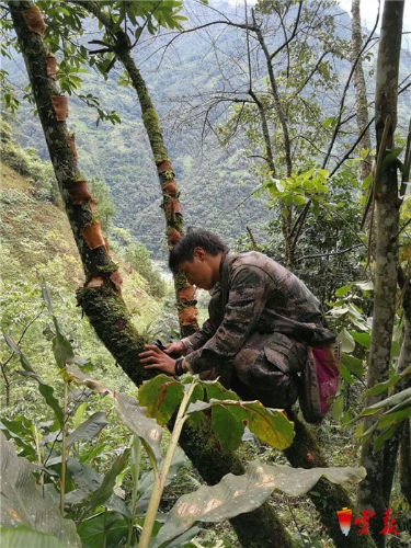 讓種在樹上的紫皮石斛助力福貢馬吉米村脫貧攻堅(jiān)