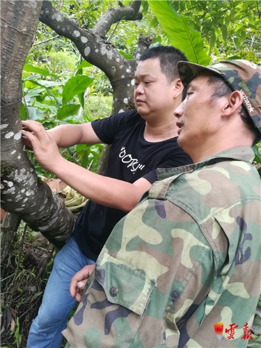 讓種在樹上的紫皮石斛助力福貢馬吉米村脫貧攻堅(jiān)