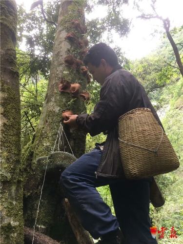 讓種在樹上的紫皮石斛助力福貢馬吉米村脫貧攻堅(jiān)