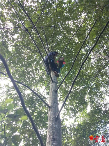 讓種在樹上的紫皮石斛助力福貢馬吉米村脫貧攻堅(jiān)