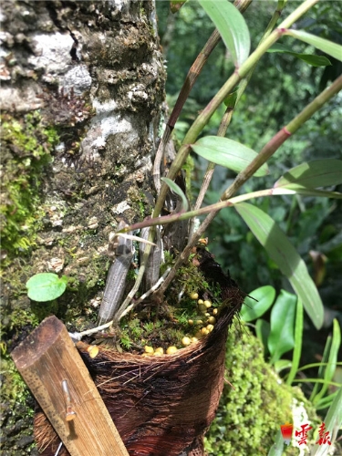 讓種在樹上的紫皮石斛助力福貢馬吉米村脫貧攻堅(jiān)