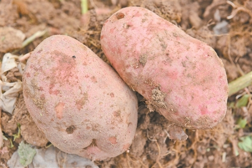 2018080911_res19_attpic_brief 2018080911_res19_attpic_brief