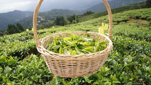 20180808095756146 20180808095756146