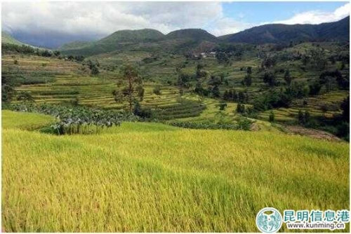 夕陽香糯米1 夕陽香糯米1