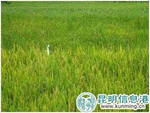 夕陽香糯米 夕陽香糯米