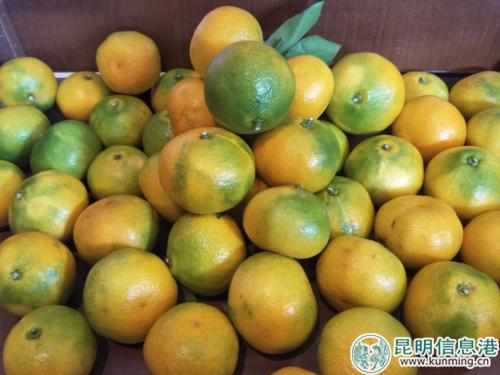 華寧柑橘 實習(xí)記者黃彩英攝