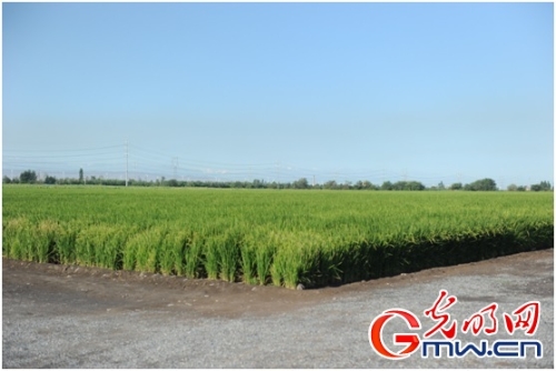 【新時(shí)代·幸福美麗新邊疆】叫板傳統(tǒng)種植 新疆生產(chǎn)建設(shè)兵團(tuán)讓戈壁灘上稻花飄香 【新時(shí)代·幸福美麗新邊疆】叫板傳統(tǒng)種植 新疆生產(chǎn)建設(shè)兵團(tuán)讓戈壁灘上稻花飄香