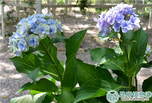 一株開兩色花的銀邊繡球。實習(xí)記者 張樂凡 攝