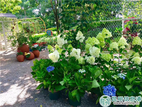 造型獨特的圓錐繡球備受追捧。供圖