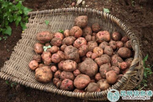 圖1：李子溝洋芋