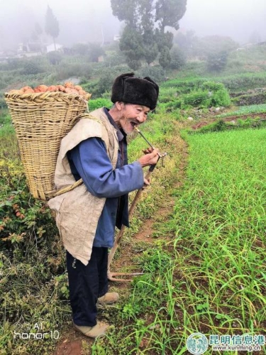 圖3：挖洋芋的老人。