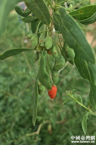 W020180816825768136394 W020180816825768136394