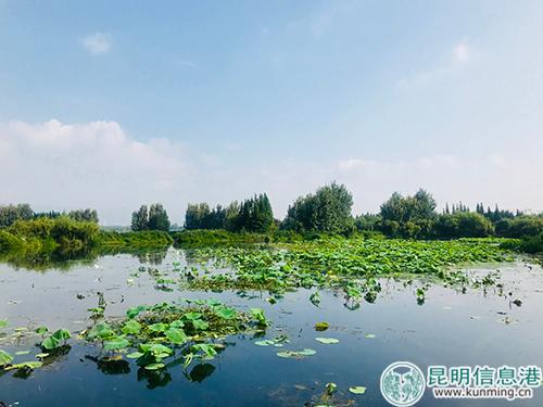 永昌濕地 永昌濕地