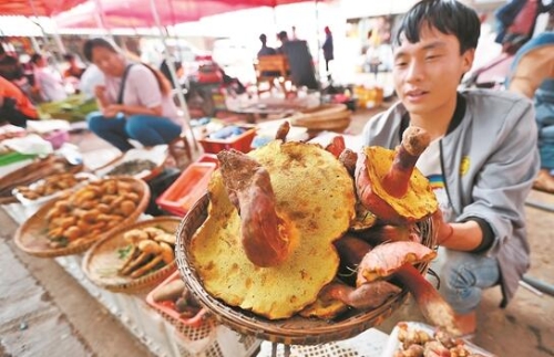云南木水花野生菌交易中心一角。 記者楊崢攝