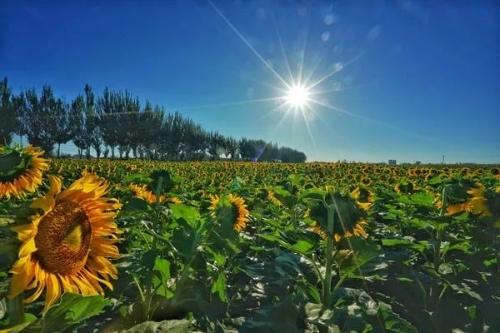 W020180821566418437197