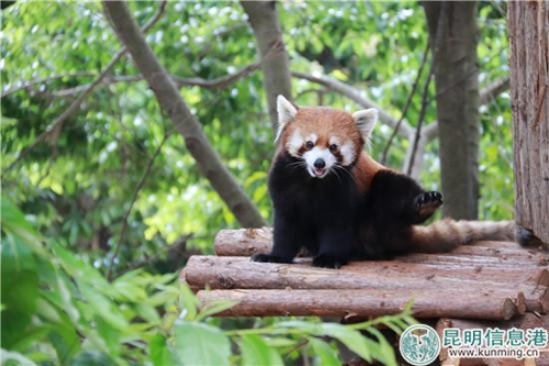 圖2：園方介紹，它的越獄顯得有些反常。