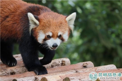 圖3：近期蟲蟲將“閉門謝客”。