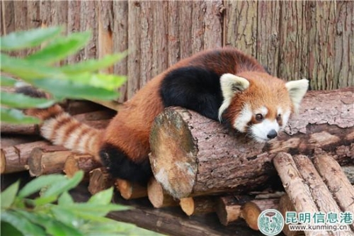 圖4：園方將為它挑選合適的雌性個(gè)體嘗試配對。