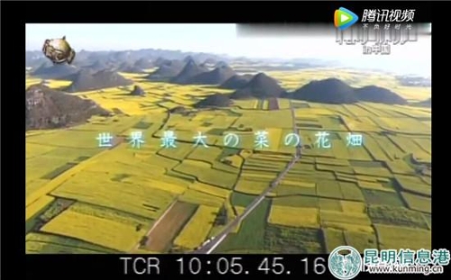 日本NTV電視臺(tái)把云南羅平油菜花田稱(chēng)為“全世界最大的油菜花田”。