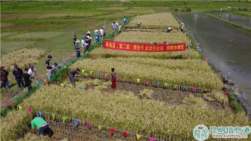 割稻谷比賽 掌上春城 記者鄧斌 攝 割稻谷比賽 掌上春城 記者鄧斌 攝