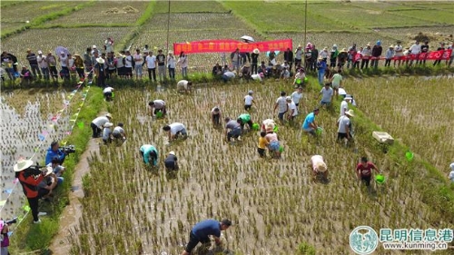 摸魚比賽 掌上春城 記者鄧斌 攝 摸魚比賽 掌上春城 記者鄧斌 攝
