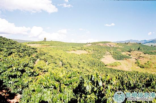 農(nóng)墾咖啡種