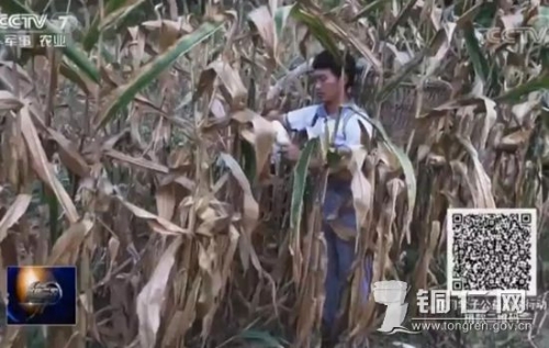 銅仁網(wǎng)1 銅仁網(wǎng)1