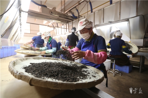 勐海野生茶樹資源科學(xué)考察工作正式啟動