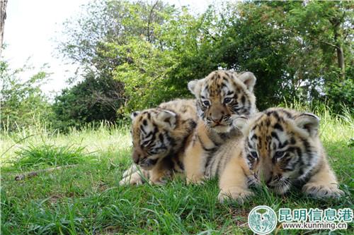 圖片1：可愛的小老虎。