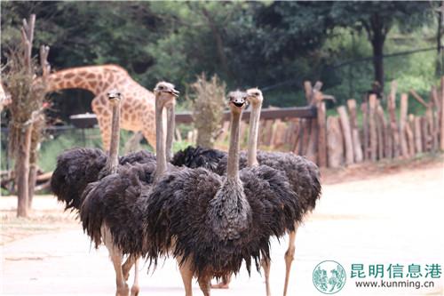 圖片2：奔跑中的鴕鳥。