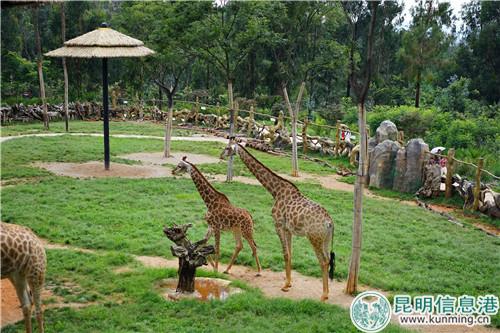 圖片3：乖萌的長頸鹿