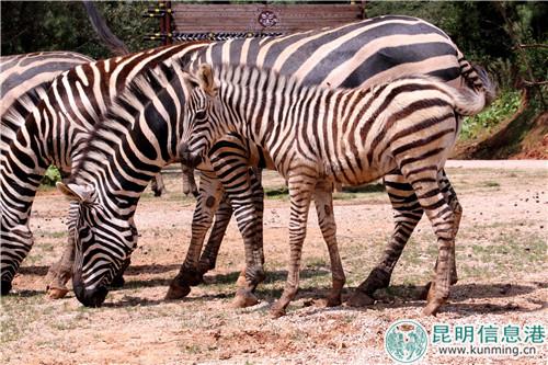 圖片4：溫馴的斑馬。