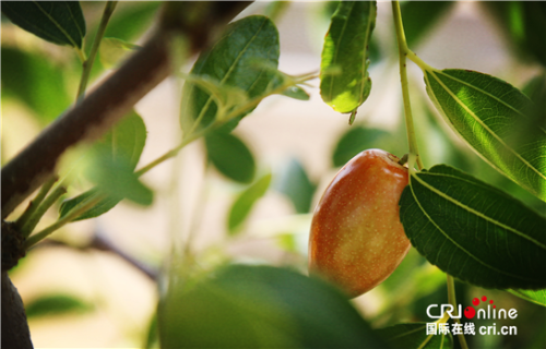 【壯美黃河 潤澤三秦】陜西大荔:鹽堿地的重生 【壯美黃河 潤澤三秦】陜西大荔:鹽堿地的重生