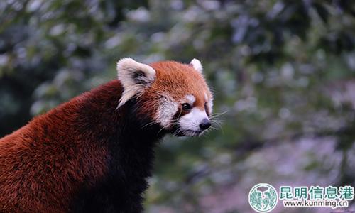 圖片1：蟲蟲偷看不遠(yuǎn)處的雌性小熊貓。