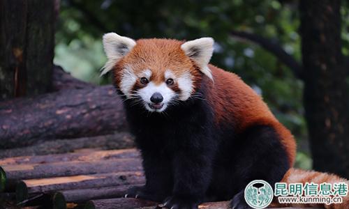 圖片3：云南野生動(dòng)物園將繼續(xù)為蟲蟲的“終身大事”做準(zhǔn)備。