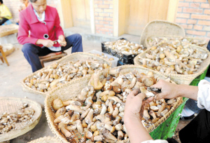 野生菌交易。記者杜文蕾攝