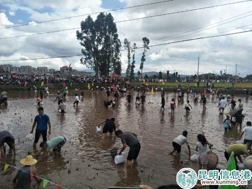 捉谷花魚(yú)體驗(yàn)活動(dòng)