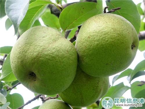 圖1：呈貢寶珠梨今年產(chǎn)量約7000噸左右。