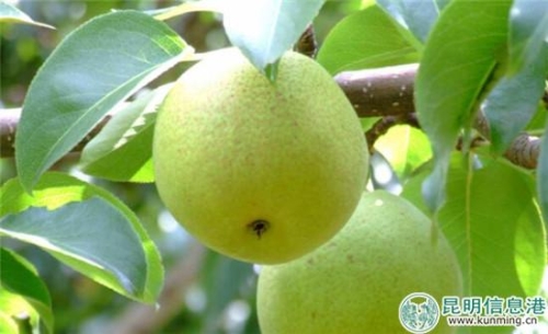 寶珠梨  圖片來自網(wǎng)絡(luò)