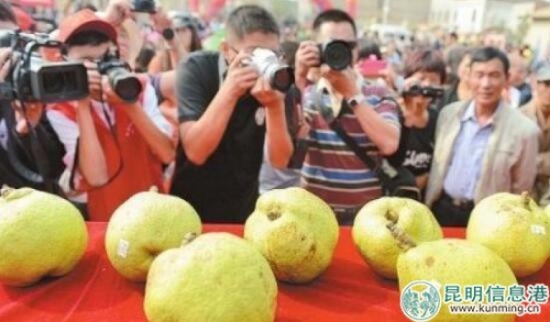 評(píng)選梨王 圖片來自網(wǎng)絡(luò)