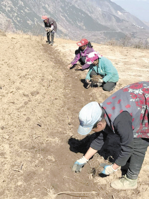 東川村民種植黃草烏。記者黃河清攝