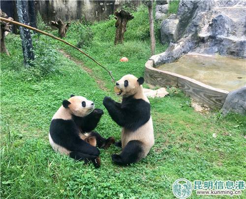 圖1：想要吃到月餅，大熊貓就必須站起來。